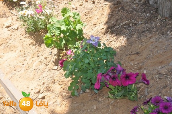 tasoo qemam (55).JPG